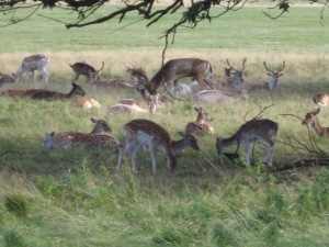 A few deer in Richmond P